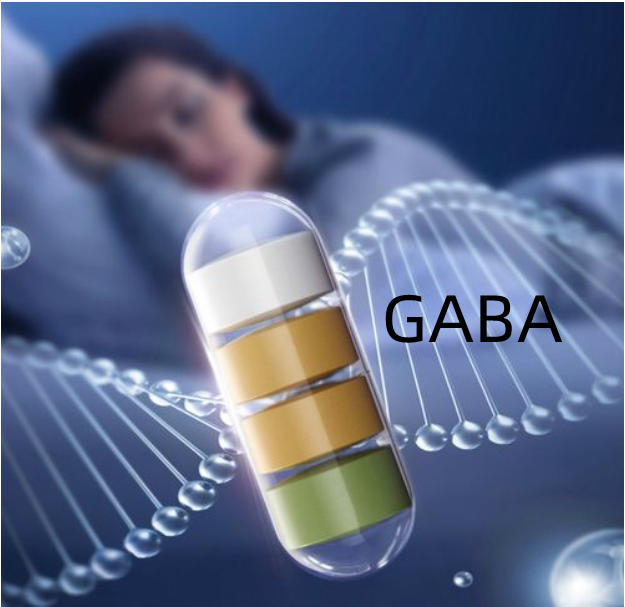 acide γ－aminobutyrique (GABA)