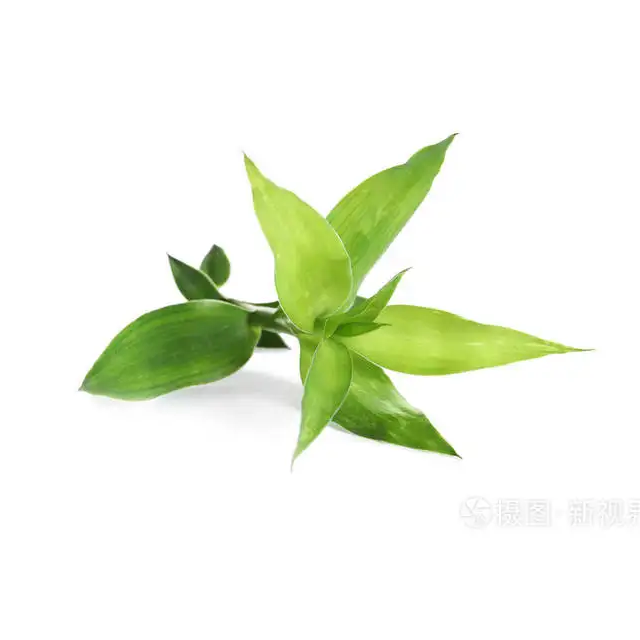 Poudre d'extrait de feuille de bambou Flavonoïde de feuille de bambou 24%